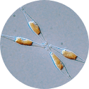 biofouling species-1